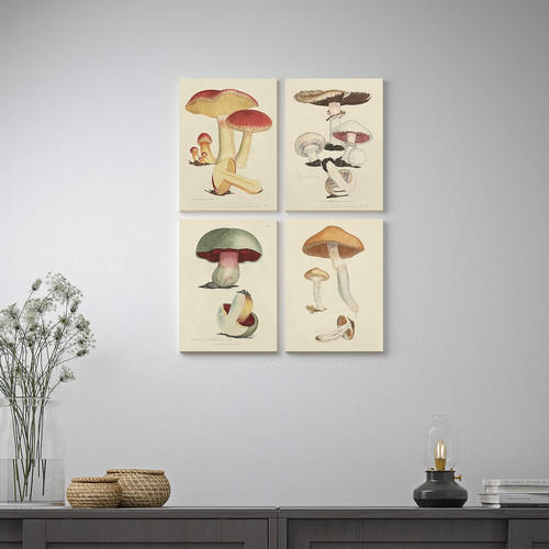 PJÄTTERYD Picture, Fungi, 28x38 cm