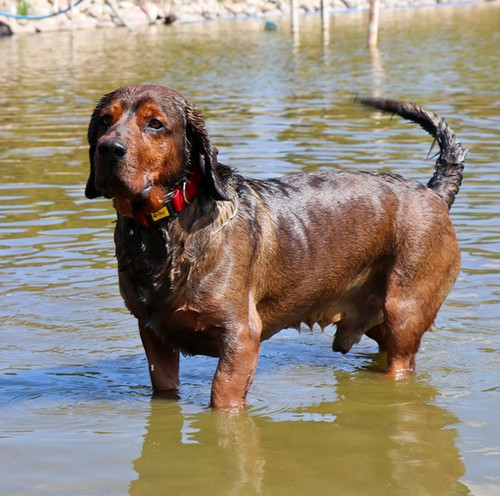 Dingo Waterproof Dog Collar Scandi 3.0cm/60cm, red