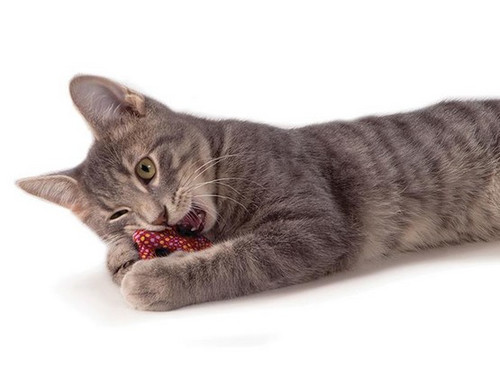 Petstages Cat Catnip Plaque Away Pretzel