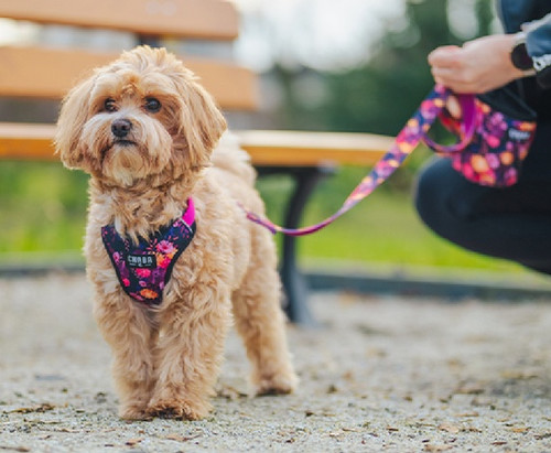 CHABA Adjustable Dog Leash Story S 16mm/260cm, marigold