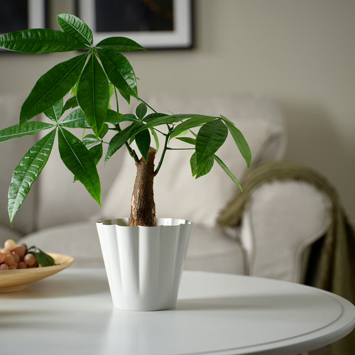 KVASTSPIREA Plant pot, in/outdoor/off-white, 12 cm