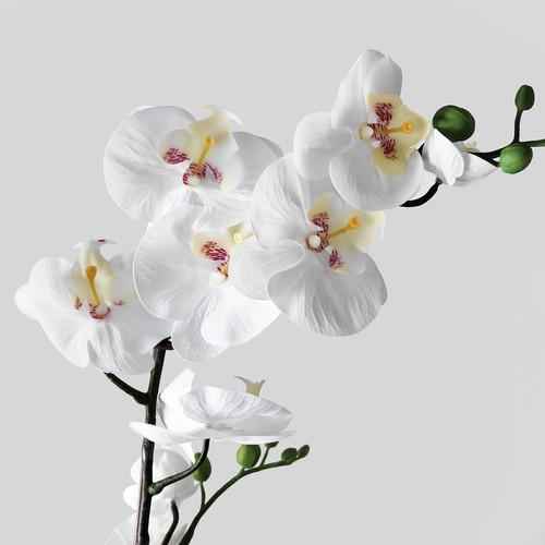 FEJKA Artificial potted plant, Orchid white, 12 cm