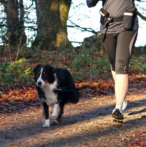 Trixie Waist Belt with Dog Leash Hands Free for Dogtrekking