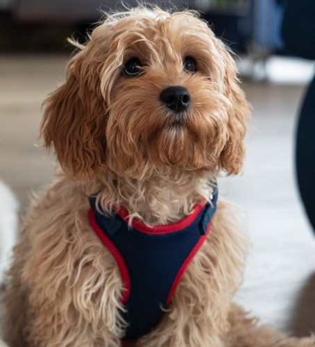 Dingo Dog Harness S, navy blue