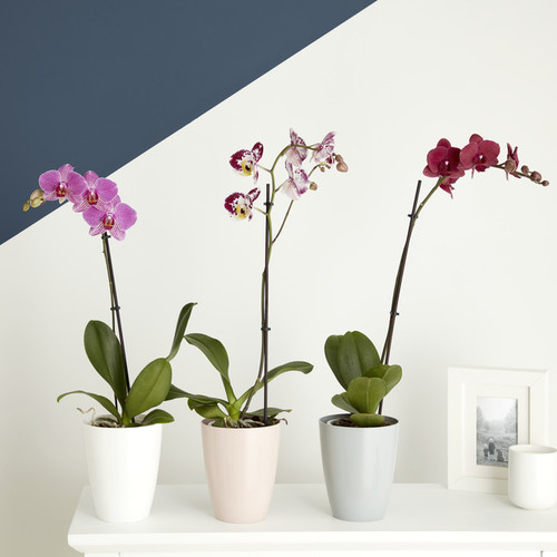 Plant Pot for Orchids 13.2 cm, pink