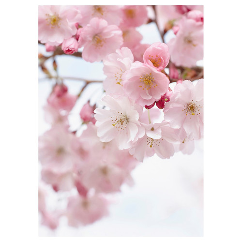 PJÄTTERYD Picture, cherry blossom/pink, 50x70 cm