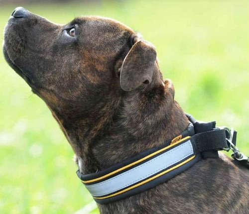 Dingo Reflective Dog Leash 2.0x120cm