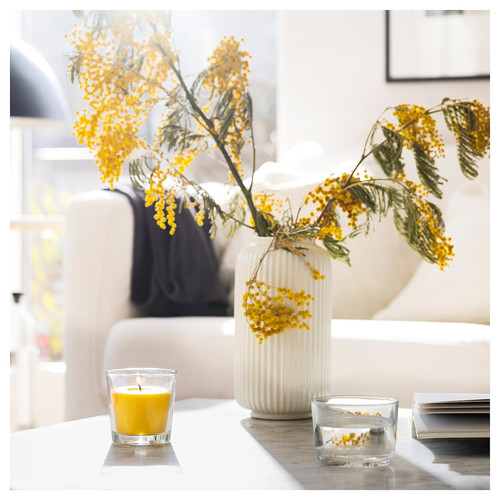 SVARTOXBÄR Scented candle in glass, Mimosa/yellow, 25 hr