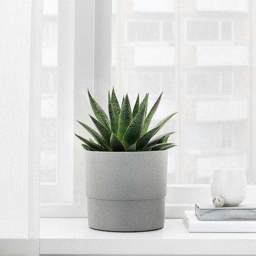NYPON Plant pot, indoor/outdoor, grey, 15 cm
