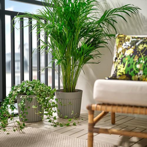 FRÄKENVÄXT Plant pot, in/outdoor/dark grey-beige, 24 cm