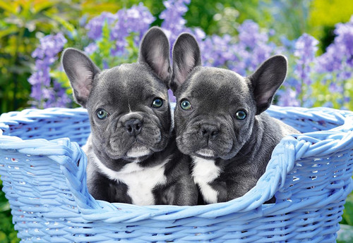 Castorland Jigsaw Puzzle French Bulldog Puppies 1000pcs