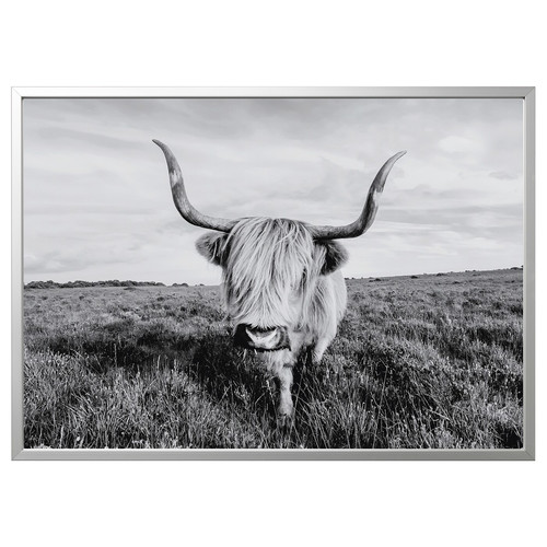 BJÖRKSTA Picture with frame, curious cow/aluminium-colour, 140x100 cm