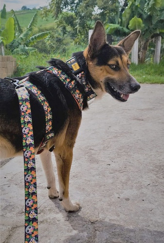 Dingo Adjustable Dog Collar City - Chiapas 2.0cm/45cm