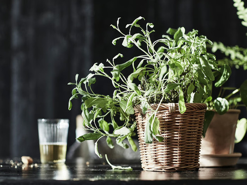 KAKTUSFIKON Plant pot, rattan, 12 cm