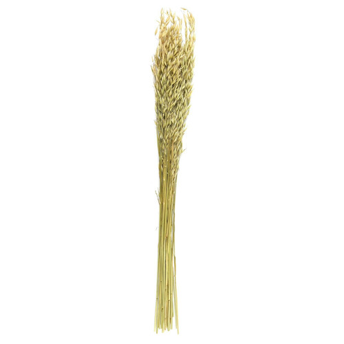 Dried Oat Bouquet 75cm