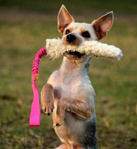 Dingo Dog Toy Tug, pink