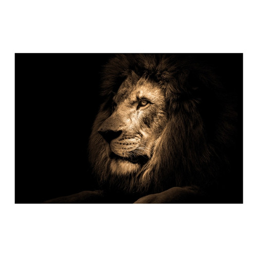 Picture Glasspik Lion 70x100cm