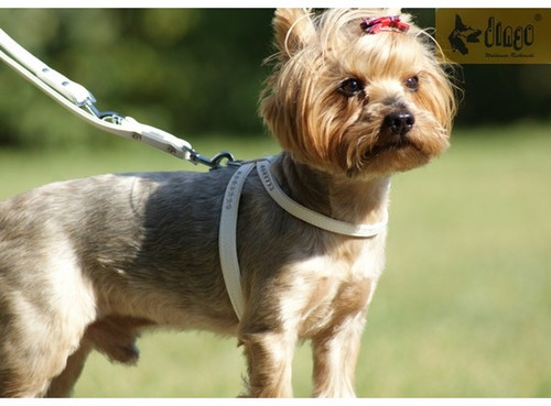Dingo Dog Harness Glamour Size 3 (37-43cm), red