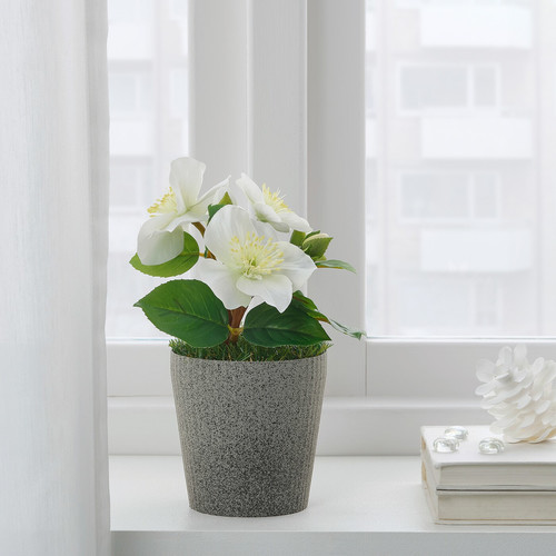 VINTERFEST Artificial potted plant with pot, Christmas rose white, 10 cm