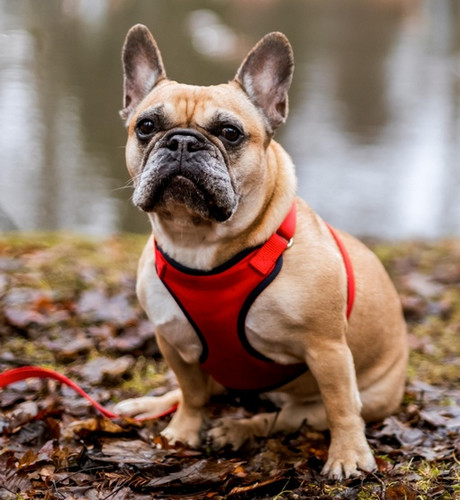 Dingo Anti-Pressure Dog Harness with Adjustment M, red