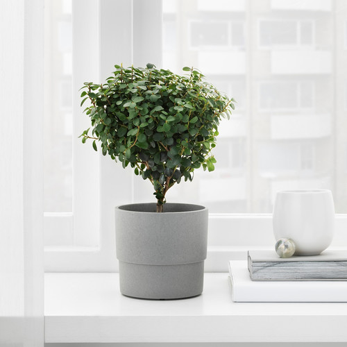 NYPON Plant pot, indoor/outdoor, grey, 9 cm