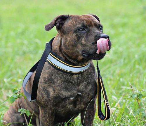 Dingo Reflective Dog Leash 2.0x120cm