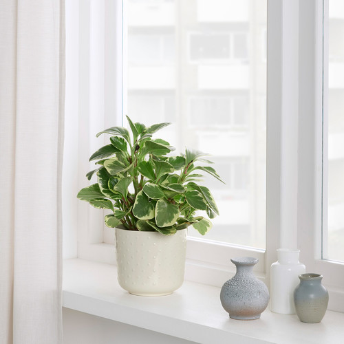 SESAMFRÖN Plant pot, in/outdoor off-white, 12 cm