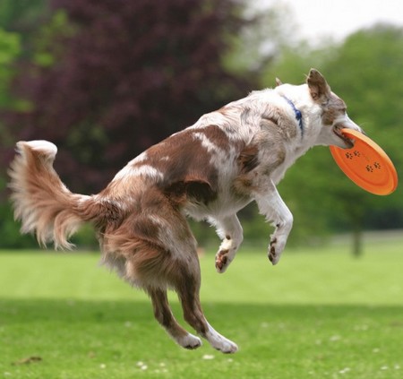 Trixie Dog Disc Activity 19cm, assorted colours