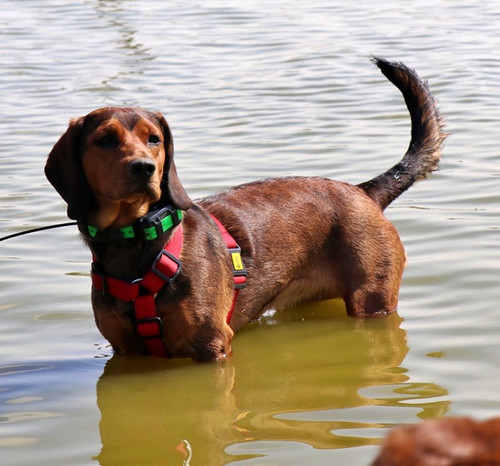 Dingo Dog Harness Guard Scandi 3cm Size M, red